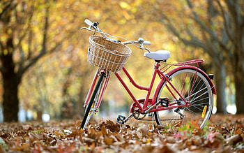 Basket, Bicycles HD wallpaper
