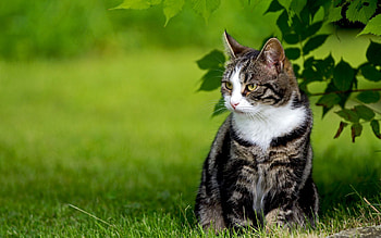 Animals, Cats HD wallpaper