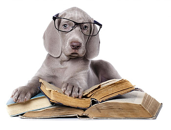 A smart dog, dog, puppy, white, book, smart, glasses, funny, caine HD wallpaper