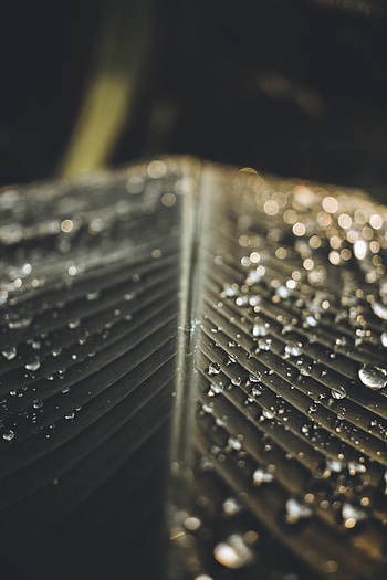 Drops, Macro, Wet, Sheet, Leaf HD phone wallpaper