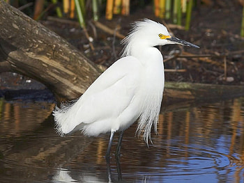 snowy egret, white, feathers, tall, long, legs HD wallpaper
