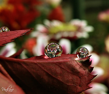 Waterdrop, garden, flowers, reflection HD wallpaper