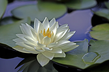 Flowers, Water, Leaves, Smooth, Surface, Water Lily HD wallpaper