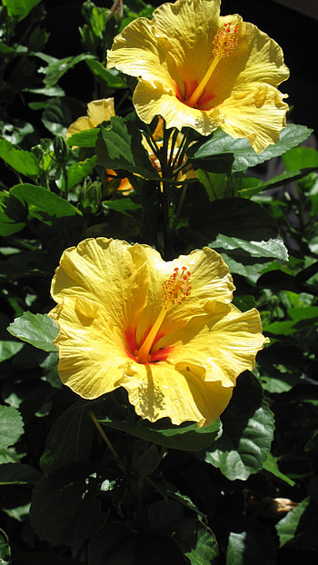 Hibiscus, Yellow Hibiscus HD phone wallpaper