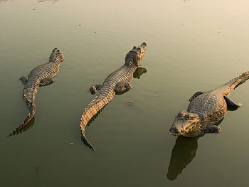 Animals, Crocodiles HD wallpaper