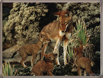 wolfs, animals HD wallpaper