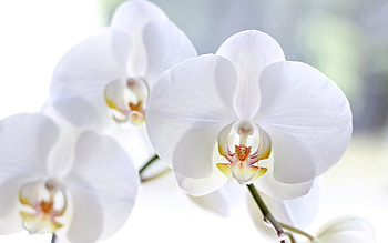 white orchids, close-up, beautiful flowers, floral art, orchids, Orchidaceae, background with orchids HD wallpaper