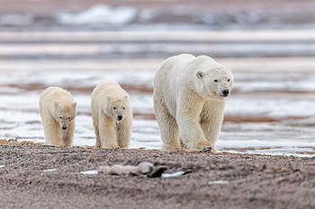 Mom and her 2 Cubs, nature, cubs, beach, polar bears HD wallpaper