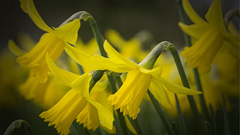 Daffodils, garden, plants, spring, blossoms HD wallpaper