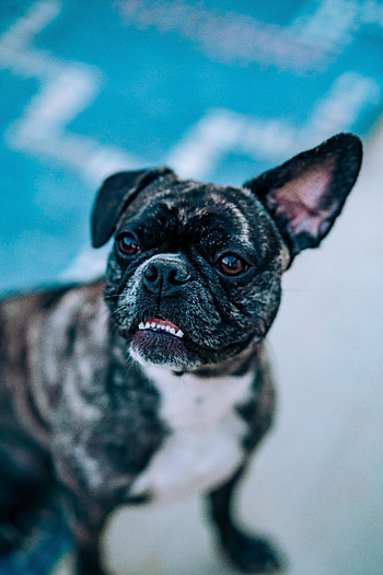 Funny, Animals, Dog, Pet, Bulldog HD phone wallpaper