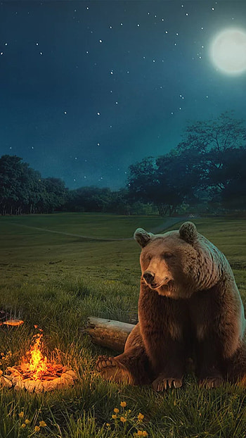 Getting warm, sky, night, animal, fire, winter, bear HD phone wallpaper