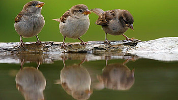 Colorful passerines, Little bird gems, Birdwatcher's delight, Small bird graphy HD wallpaper