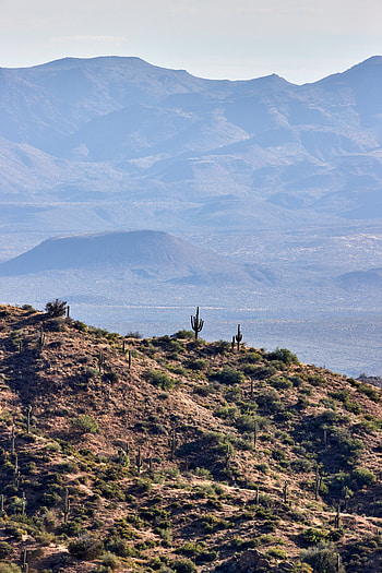 Nature, Cactuses, Prairie, Relief, Hills HD phone wallpaper