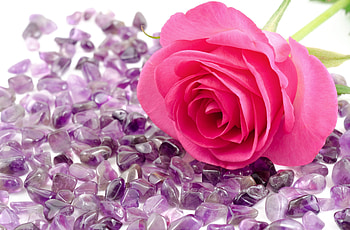 Flowers, Stones, Flower, Rose Flower, Rose, Close-Up HD wallpaper