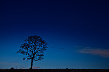 Sky, Night, Horizon, Dark, Wood, Tree HD wallpaper