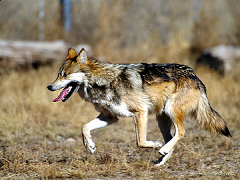 Mexican Wolf, lone wolf, lobo, animals, mexican, wolf, solitude HD wallpaper