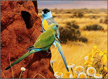 Nice birds, nature, flowers, bird, tree HD wallpaper