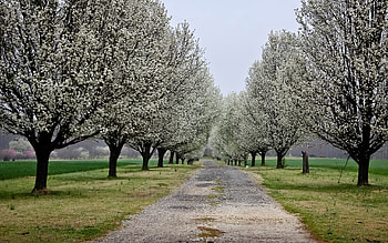 Nature, Flowers, Trees, Road, Park HD wallpaper