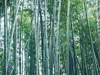 very tall trees, trees, forest HD wallpaper