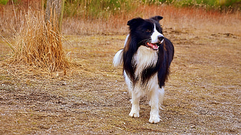 Hintergrundbilder, Hunde, Kostenlos, Border Collie HD wallpaper