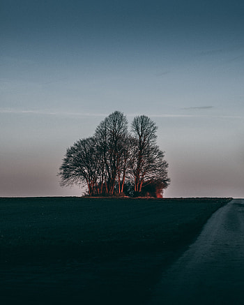 Nature, Sunset, Grass, Horizon, Wood, Tree HD phone wallpaper