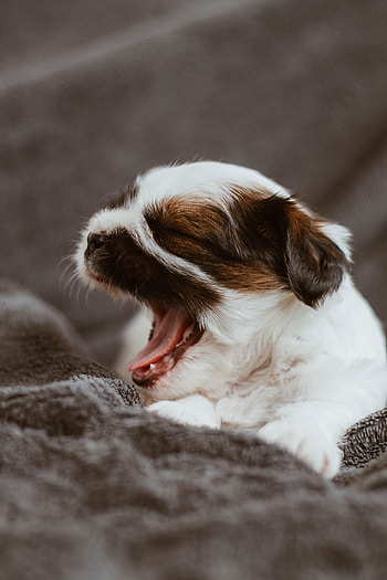 Animals, Dog, Nice, Sweetheart, Puppy, Small, To Yawn, Yawn HD phone wallpaper