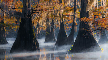 Cypress Swamps of Caddo Lake, Texas, color, fall, leaves, autumn, trees, water, usa HD wallpaper