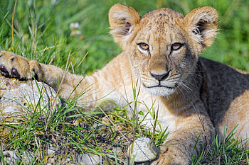 Animals, Cat, Young, Lion, Predator, Sight, Opinion, Joey, Lion Cub HD wallpaper