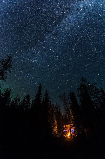 Bonfire, Stars, Night, Dark, Starry Sky, Fir, Spruce HD phone wallpaper