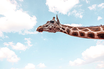 Giraffe Under Blue Sky , giraffe, animals HD wallpaper