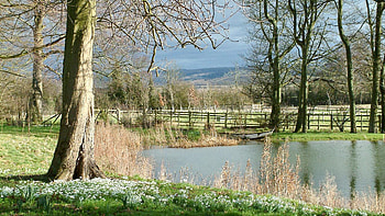 Nature, Rivers, Trees, Grass, Fence, Pond HD wallpaper