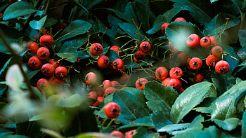 Hawthorn Tree Nature, Og05 Nature, Red Berry, Green Tree HD wallpaper