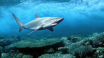 pics fish shark background HD wallpaper