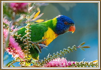 FRAMED BIRDS, NATURE, FRAMED, , BIRD HD wallpaper