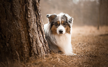 Border Collie, Australian Shepherd, Dogs in , Animals HD wallpaper