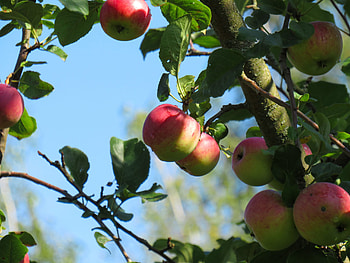 Honeycrisp, Apple Trees HD wallpaper