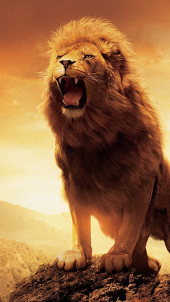 Lion , Lion, Roaring HD phone wallpaper