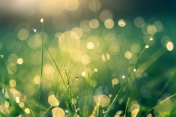 Vivid bokeh effect of morning dew on grass, creating a dreamy atmosphere. HD wallpaper