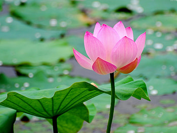 Plants, Flowers, Lilies HD wallpaper