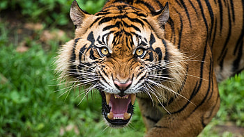Abstract tiger , Unique tiger expressions HD wallpaper