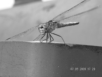Staring Dragonfly, staring, dragonfly, calm, black and white HD wallpaper