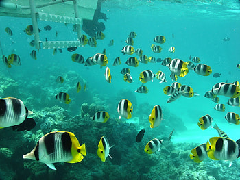 so many, animal, , sea, fish HD wallpaper