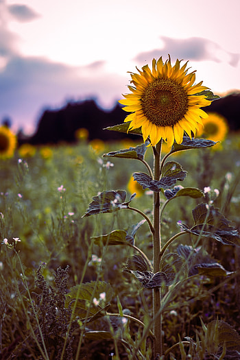 Flowers, Grass, Bloom, Flowering, Field, Sunflower HD phone wallpaper
