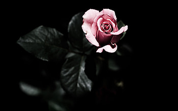 Plants, Flowers, Roses HD wallpaper