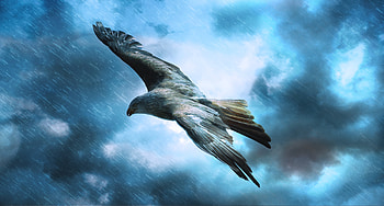 Adler Raptor Eagle , eagle, birds, predator, adler, raptor, graphy, rain HD wallpaper