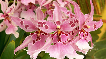 Pink Orchids, Leavs, 22, Pink, 00 HD wallpaper
