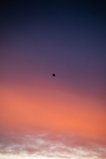 Sky, Twilight, Bird, Minimalism, Dusk HD phone wallpaper