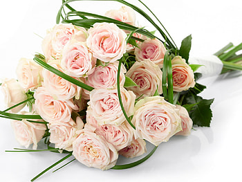 Plants, Flowers, Roses, Bouquets HD wallpaper