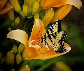 Macro shot of a stunning yellow swallowtail butterfly perched on a vibrant lily flower. HD wallpaper