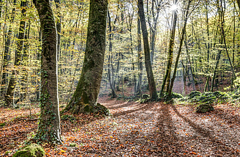 Jordan Beech Forest, Beech Tree HD wallpaper